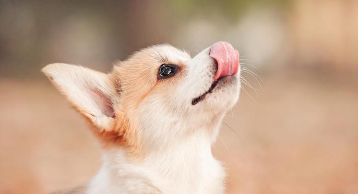 在夏日里小狗为什么总是伸舌头,小狗半夜突然总舔自己是怎么回事