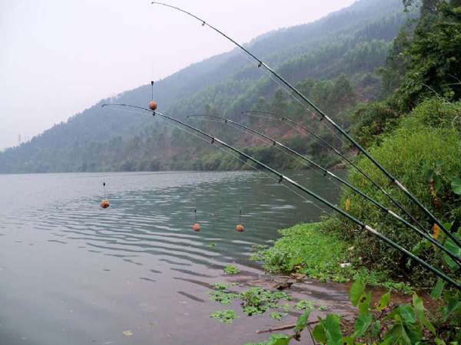 海竿钓不到鲤鱼怎么回事,海竿钓不到鲢鳙是什么原因