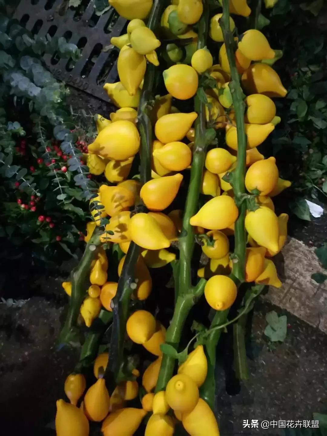 春天花市有哪些花材,便宜又大把的花材有哪些