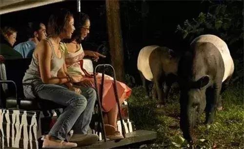 新加坡动物园免费攻略,新加坡夜间动物园游玩攻略