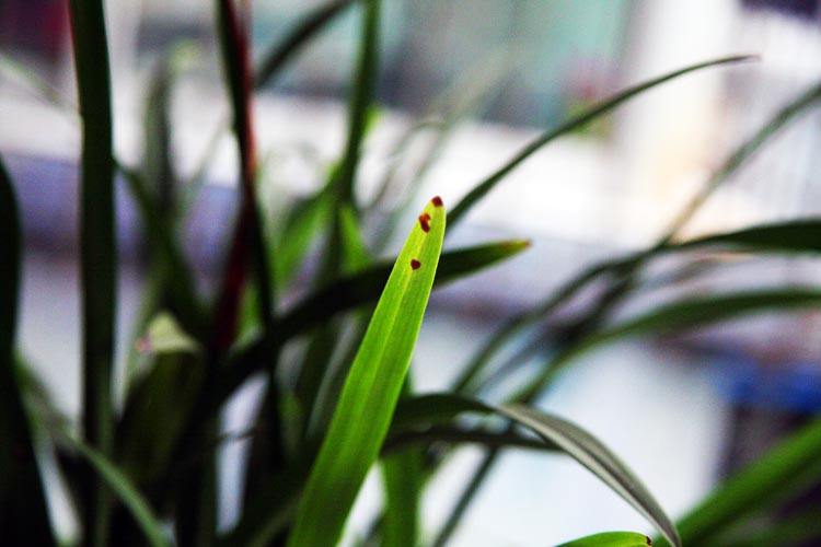 石斛兰花上有黄点什么原因,栽种的兰花进50天了为什么叶片黄