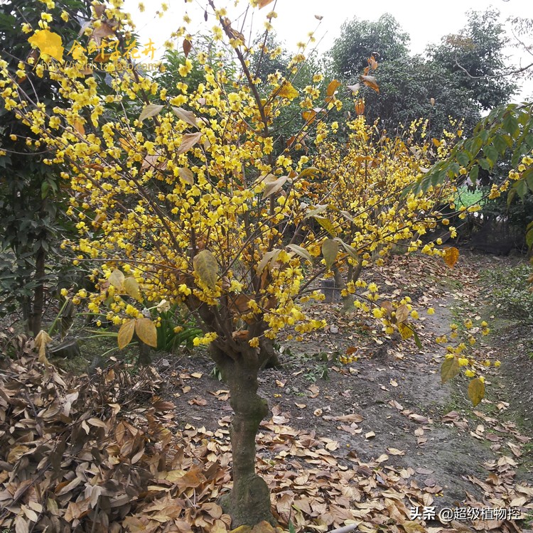 四季开花的香花植物,列举6种香花植物