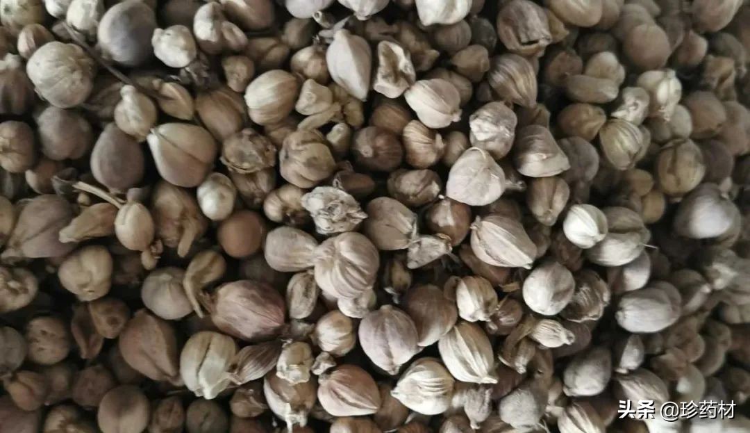 药材市场今日观察第五期,药材市场每日观察二十四期