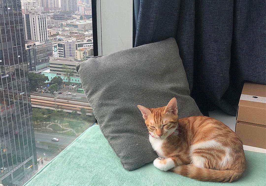 猫咪外出需要准备什么,春节留守猫咪的喂养攻略