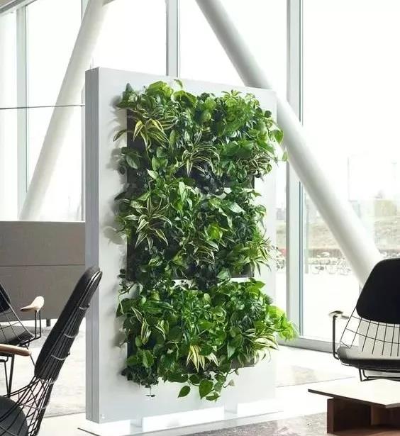 绿化屏风墙,庭院植物屏风隔断图片