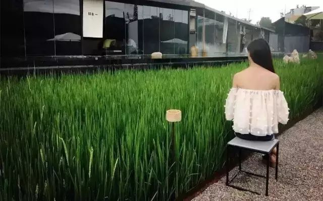 广州增城区宛若故里稻田里民宿,清远稻田田野民宿