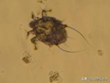 猫狗常见的疾病和原因,宠物皮肤病诊断