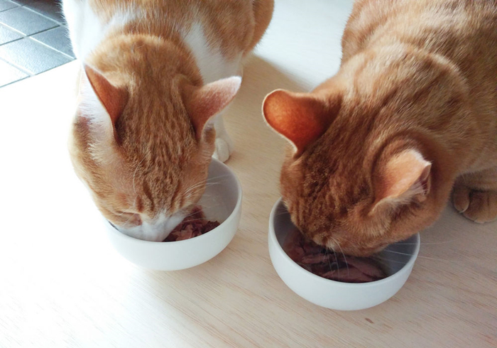 猫吃什么食物增肥最快,猫太瘦了怎么增肥最快