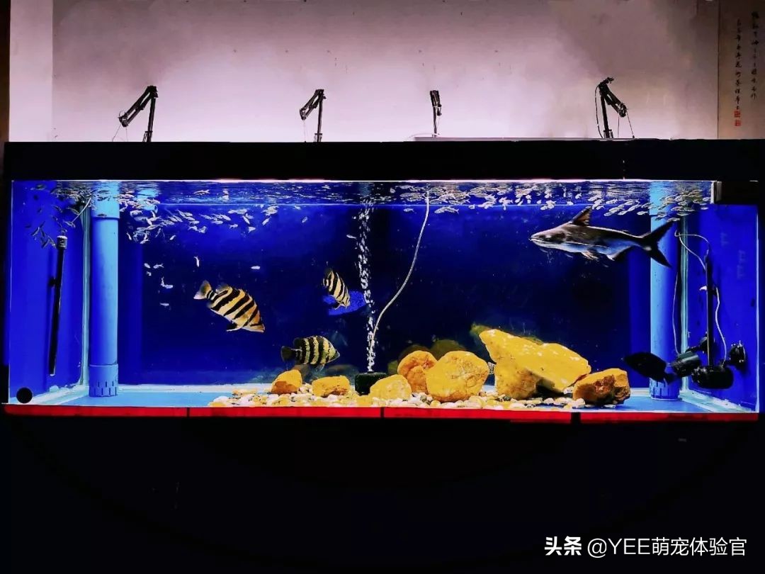 从河里捞的鱼怎么才能养活,蓝鲨用淡水能养活吗