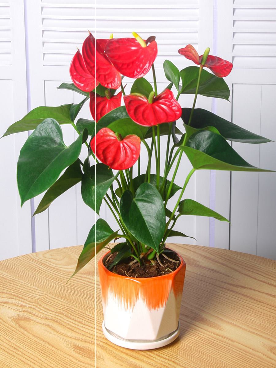 人养花一时养人一生,人养花同时花也养人