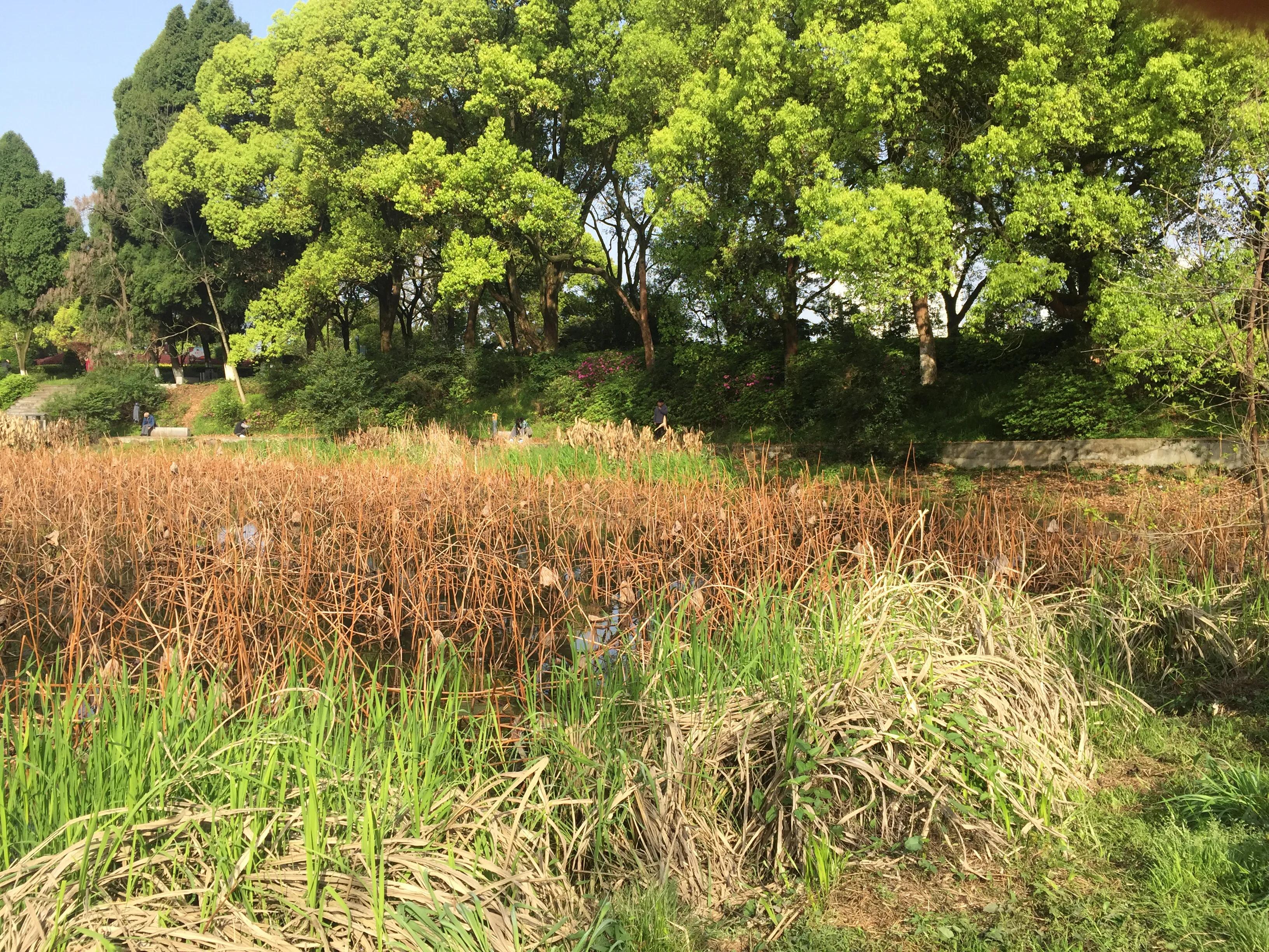 神农公园游览图怎么画简单,神农公园游乐场关门时间