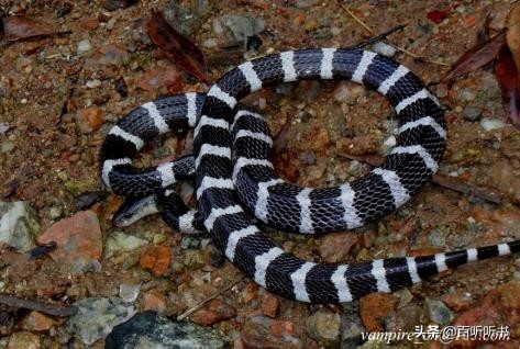 张亮：从《山海经》到《捕蛇者说》，解开蛇的奥秘