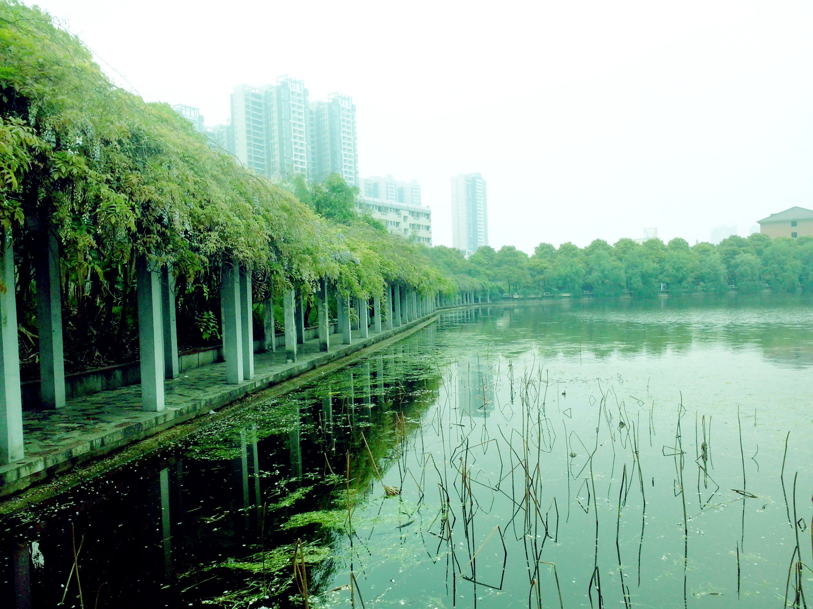 香樟往事——05真正的朋友