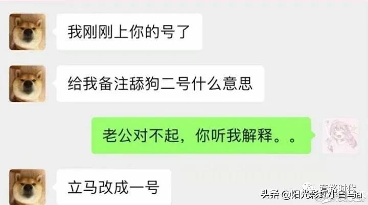 楼下的猫又开始叫了,楼下的猫一直在嗷嗷叫