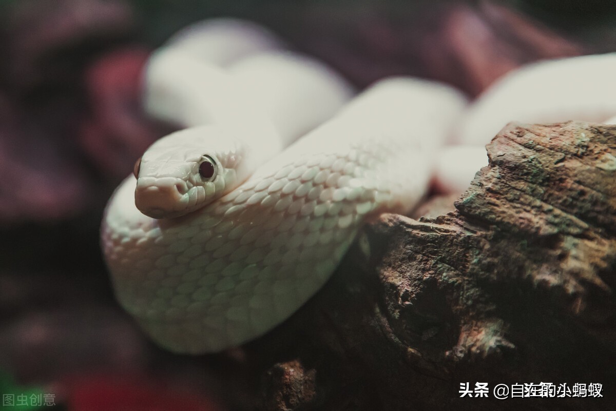 野外遇到毒蛇该如何应对,如何防止毒蛇靠近