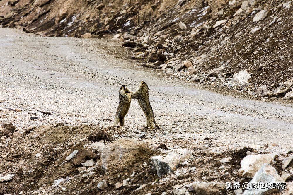 边坝到成都川藏中线路况最新,川藏中线洛隆路况