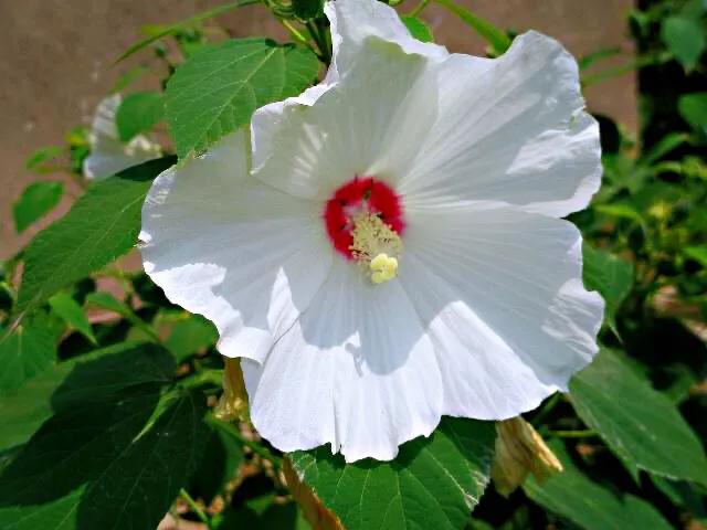 秋葵花国画,秋葵花也如此的美丽