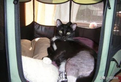 猫咪难产有什么办法解决,猫咪难产有什么方法解决