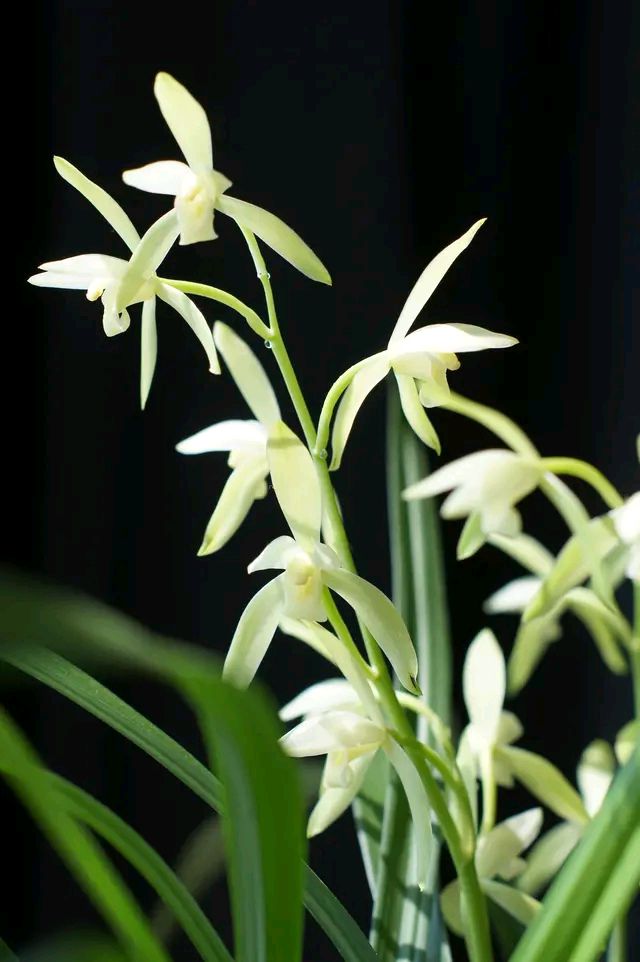 这“38种花”，当你开始收集品种时，你已入坑颇深