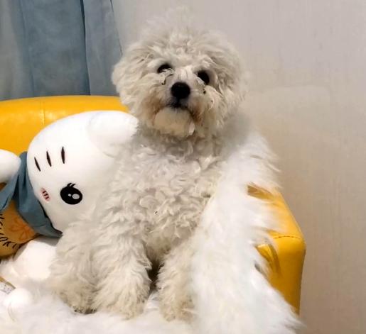 名贵赛级比熊，让弟弟养了15天后，这一团黑是什么东西？