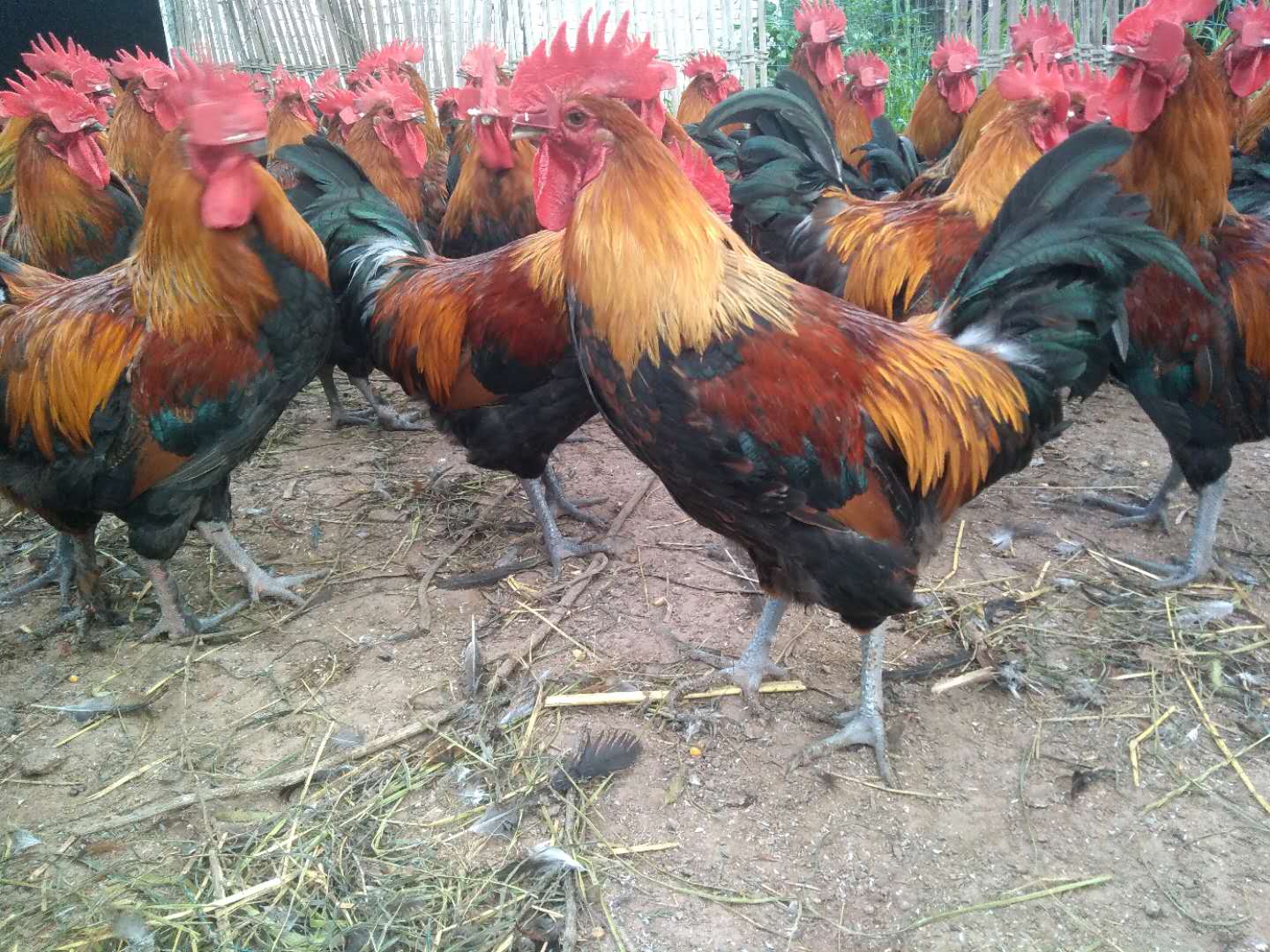 鸡群啄肛,散养鸡啄蛋最佳解决方法