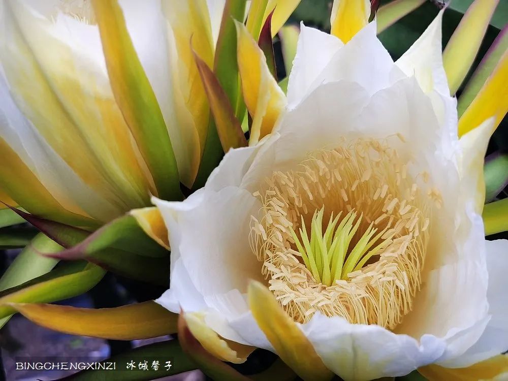 做把“村姑”，走进海南灯火灿烂的火龙果园