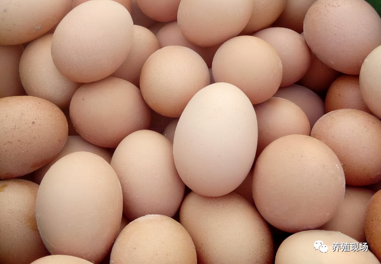 养鸡场霉菌的危害,鸡场霉菌毒素