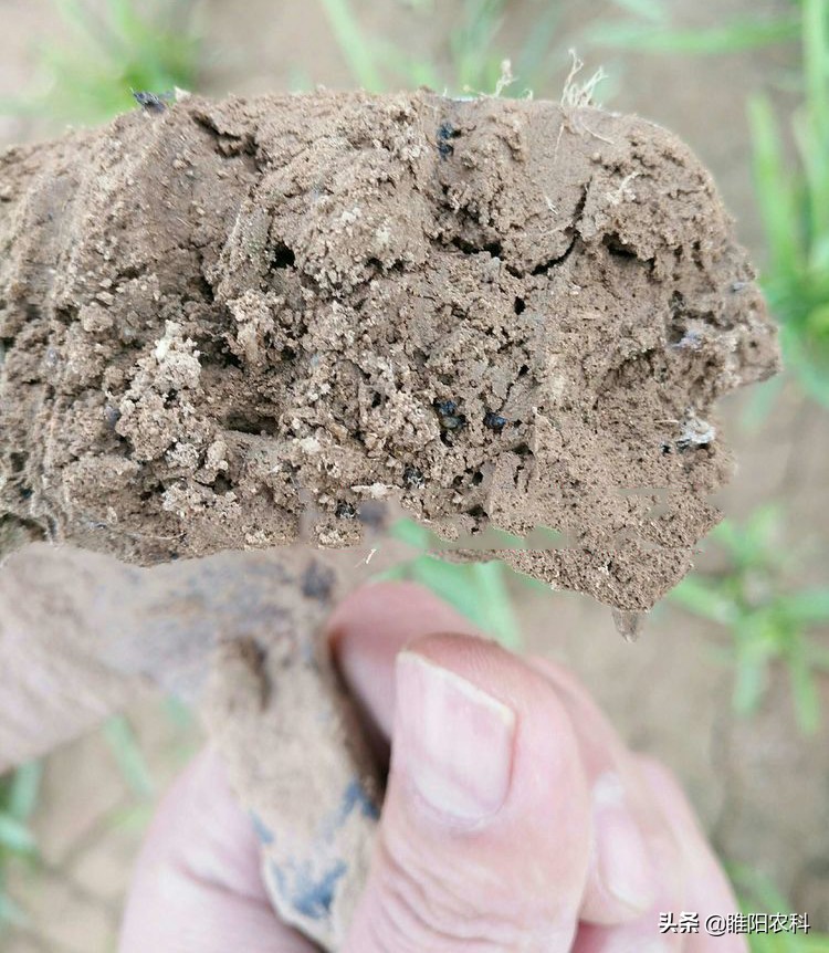 治蒜蛆的药持效期是多少天,治蒜蛆可以打的药