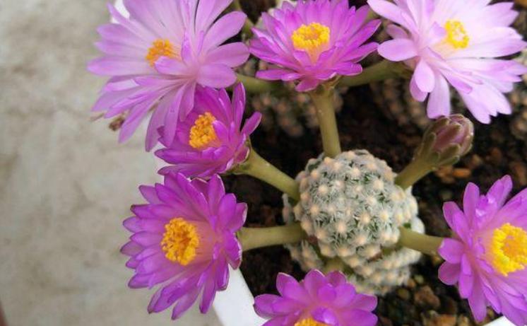 仙人球底部褶皱萎缩怎么办？摸清3种原因，对症解决忒简单