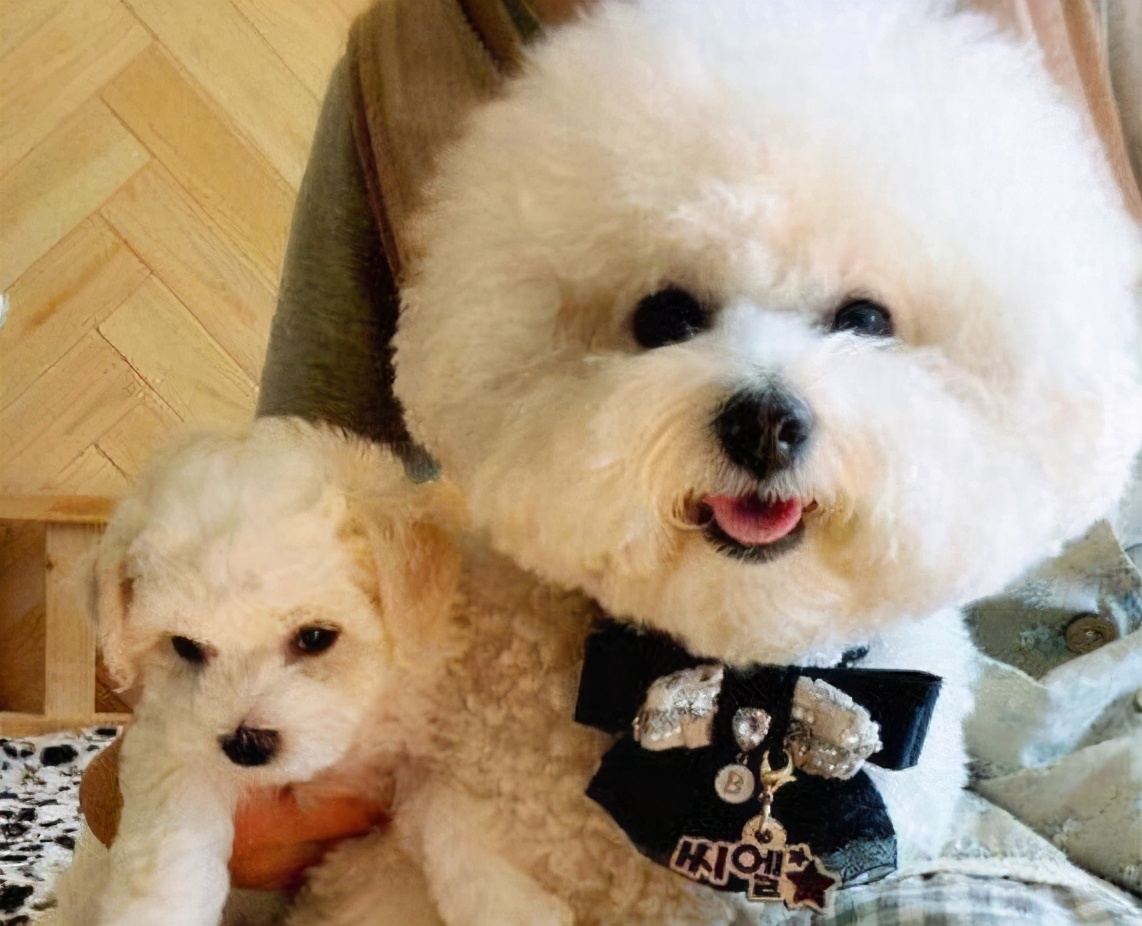 如何养好一只比熊狗狗视频,精品比熊怎么养活视频教程