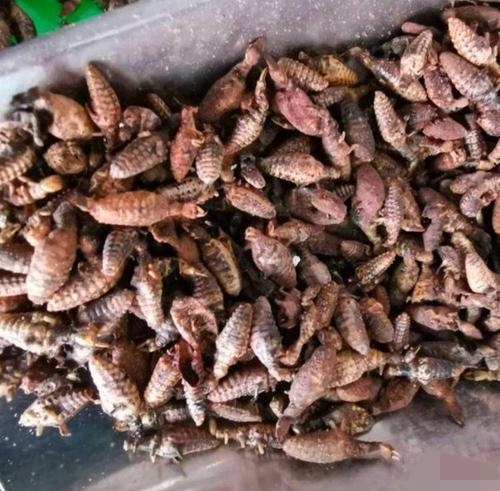 地牯牛虫收购多少钱一斤,地牯牛多少一斤