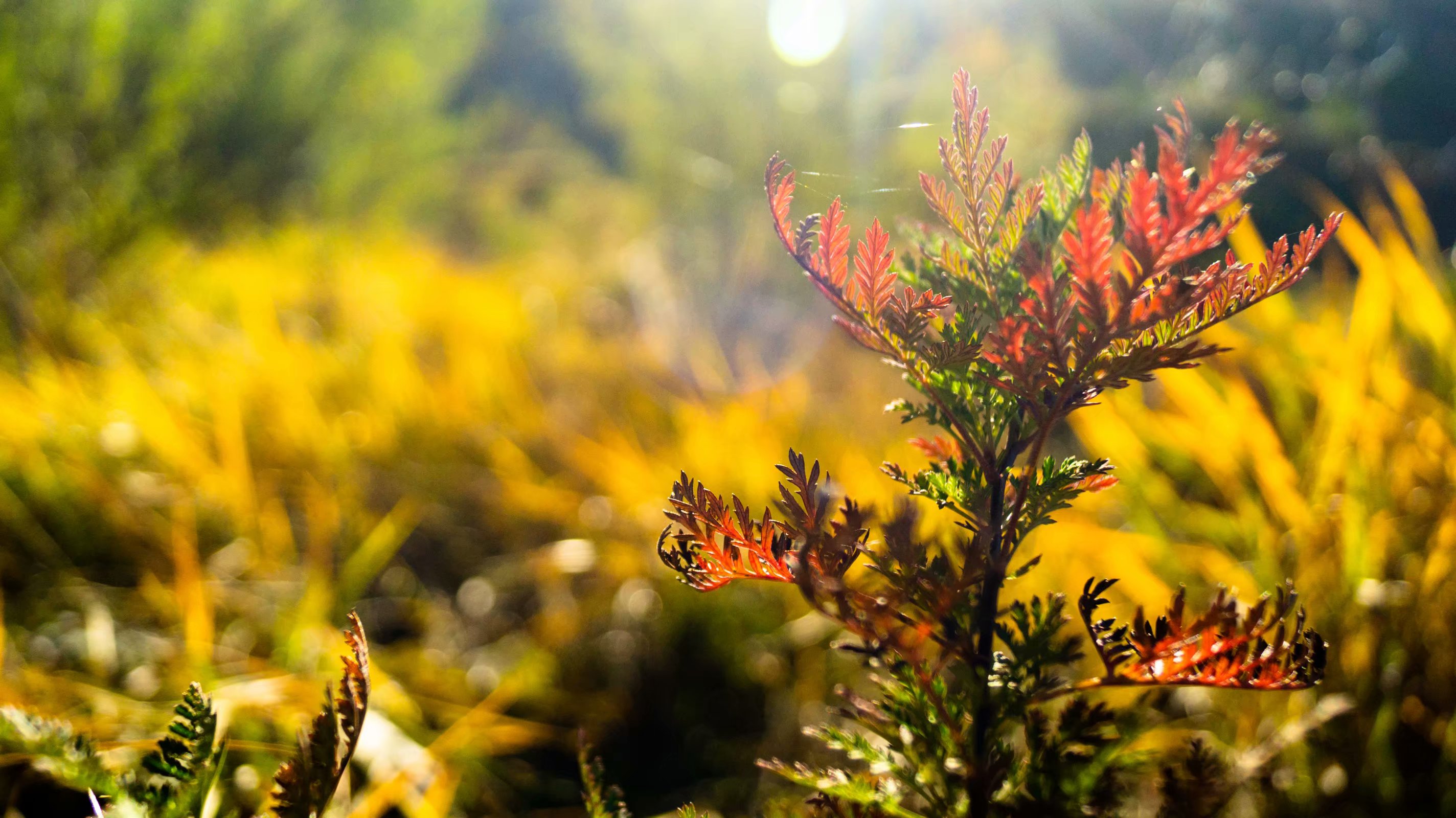 江苏医学类考研难度低的学校,药学专业双非考研最合适的院校