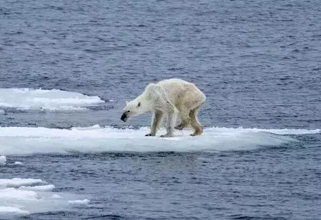 人类面临的生态困境包括哪,生态农业的可能性以及前景