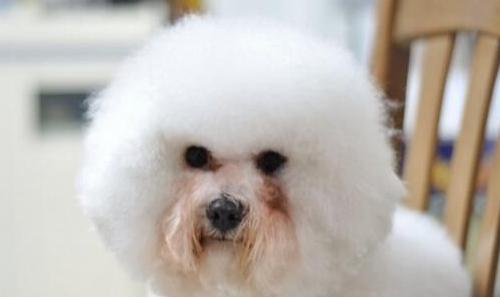 狗狗眼泪红褐色怎么办,狗狗流褐色眼泪如何治