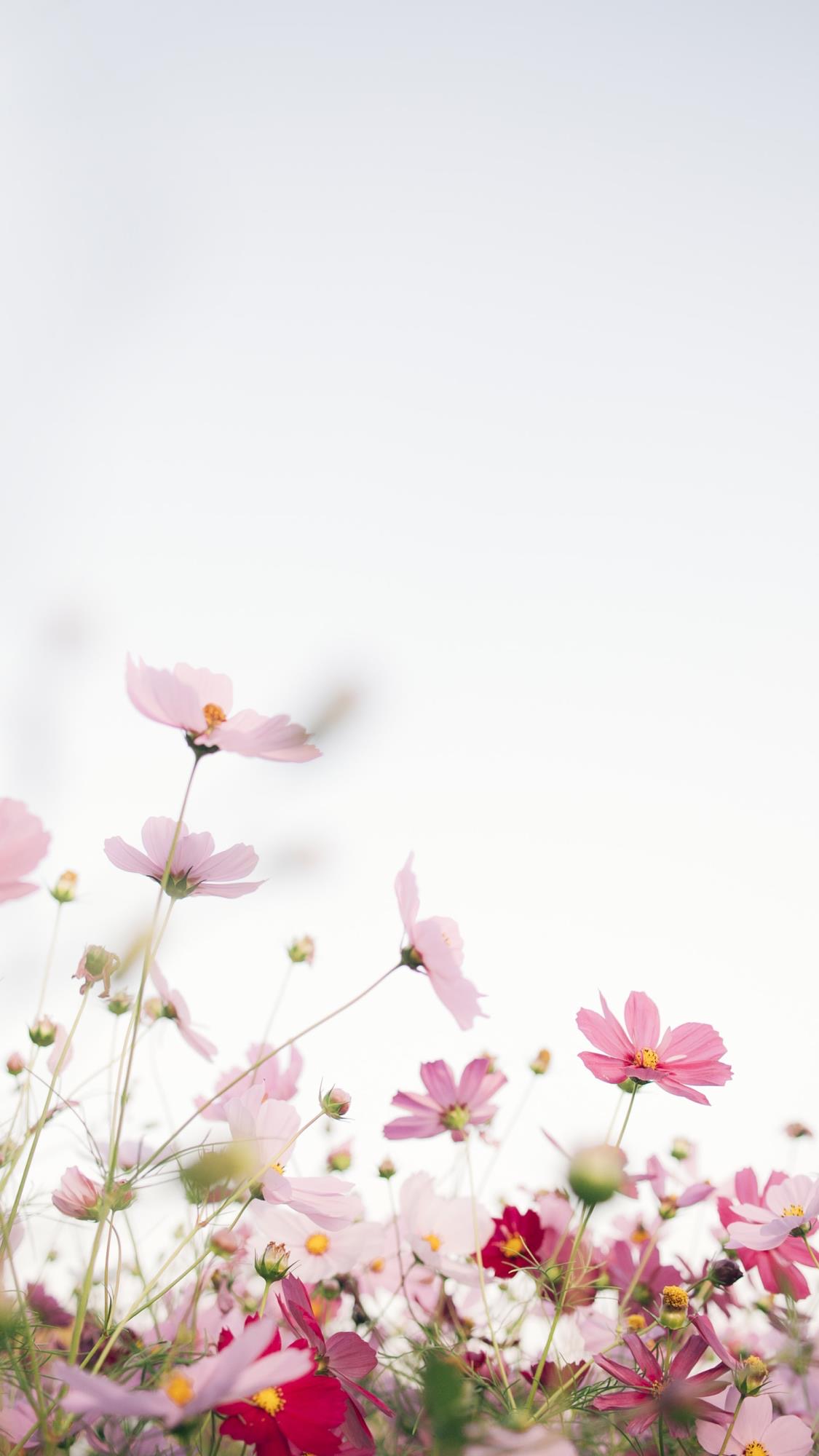 便是人间好时节壁纸,良辰美景好时光手机壁纸