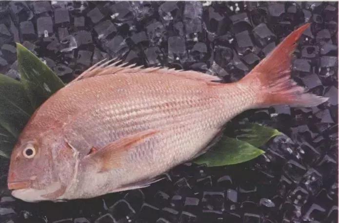 江户前菜品,江户前美食攻略