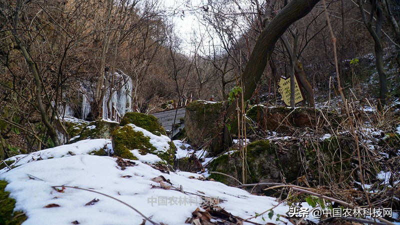 太白县鹦鸽镇药王谷,太白鹦鸽镇药王谷