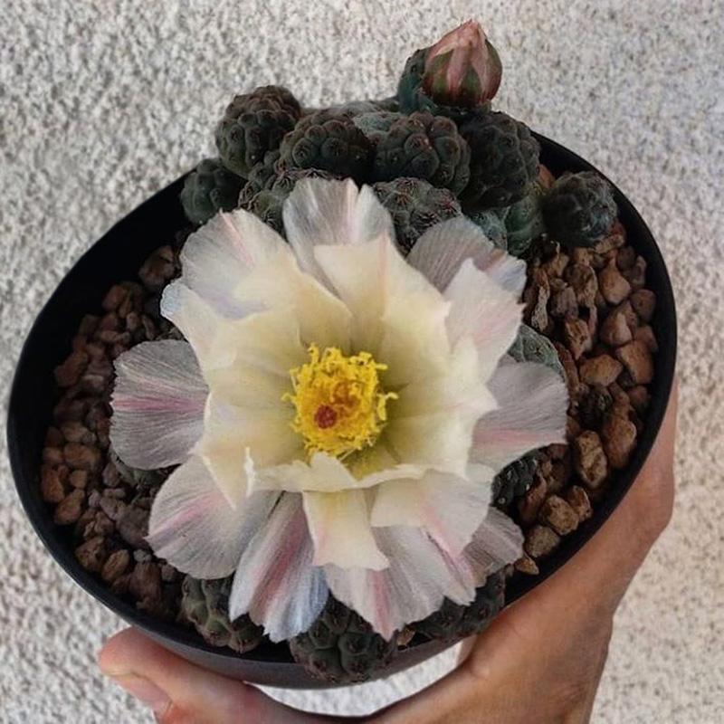 101个仙人球品种,101种仙人球开花图片