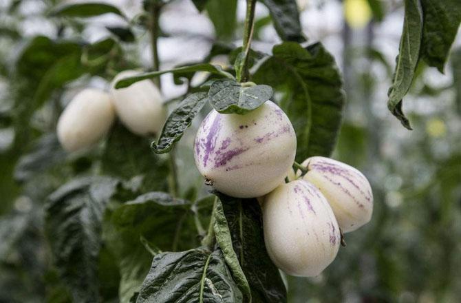 人参果怎么挑选才好吃,云南人参果怎么挑选