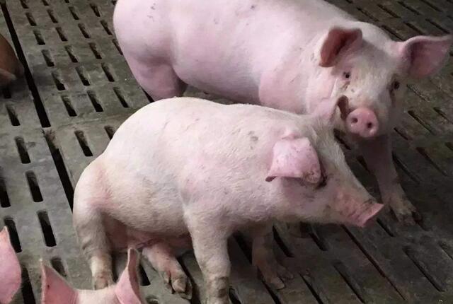 治疗猪喘气哪个药最好,什么中药防治猪咳喘效果好