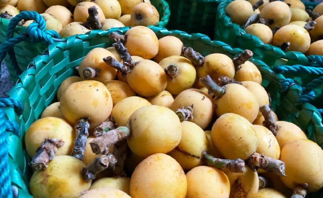 苏州西山十大知名农家乐有哪些,带你走一走苏州的太湖边农家乐