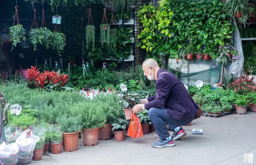 深夜去广州的花卉市场买花,如何逛斗南花卉市场买花便宜