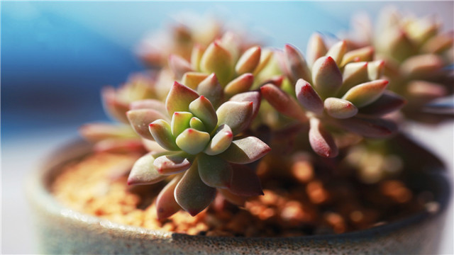 若绿多肉养殖方法和注意事项,多肉静夜养殖方法和注意事项