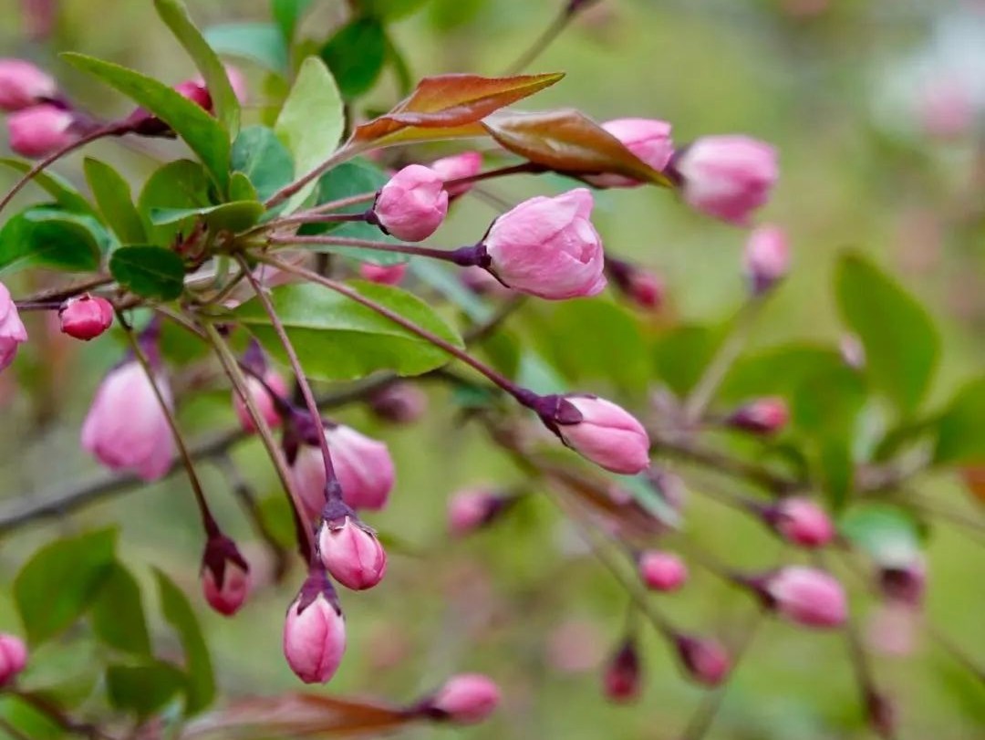 怕麻烦是不是最大的障碍,新概念英语单词速记