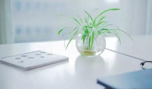 书桌植物摆放风水禁忌,千万不要在家里摆放这些植物