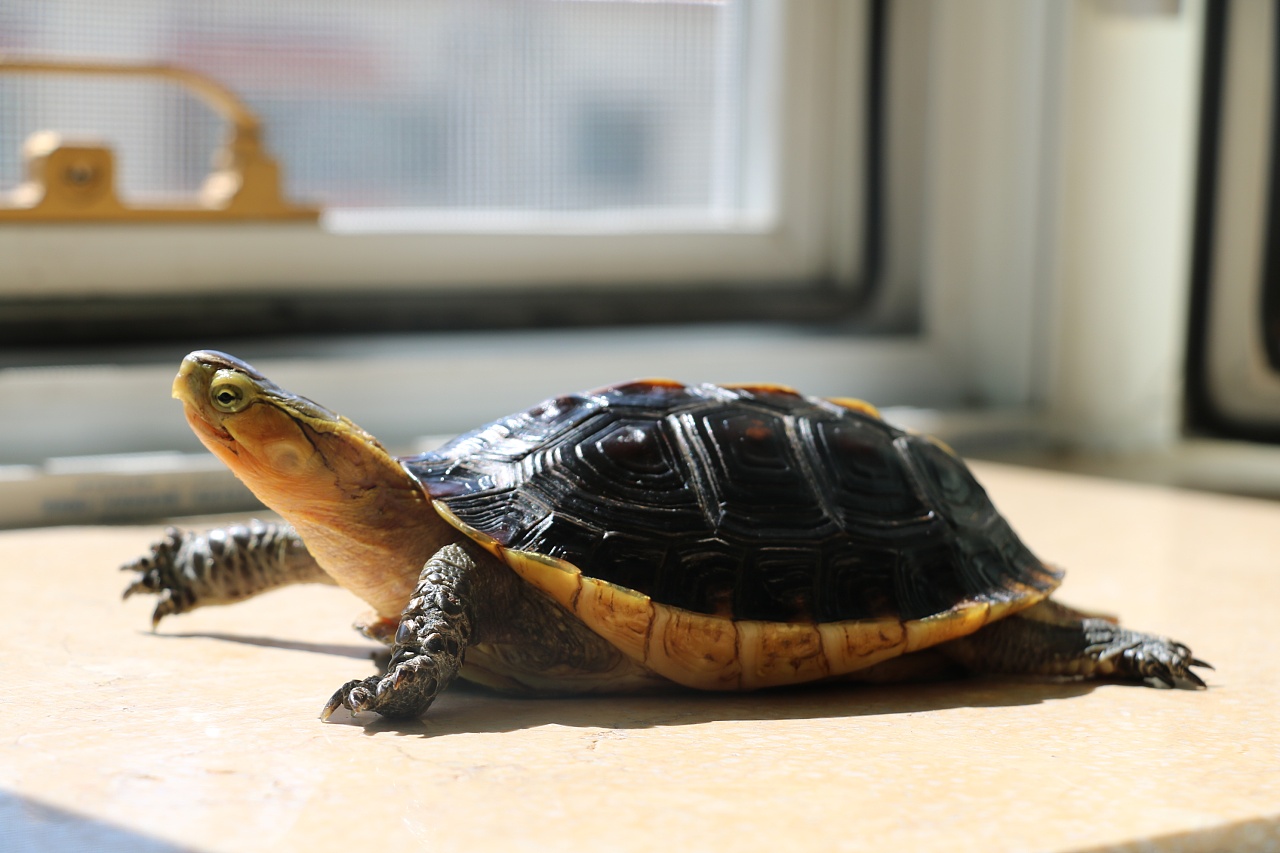 两栖龟陆龟海龟区别,陆地龟和陆龟是一个品种吗