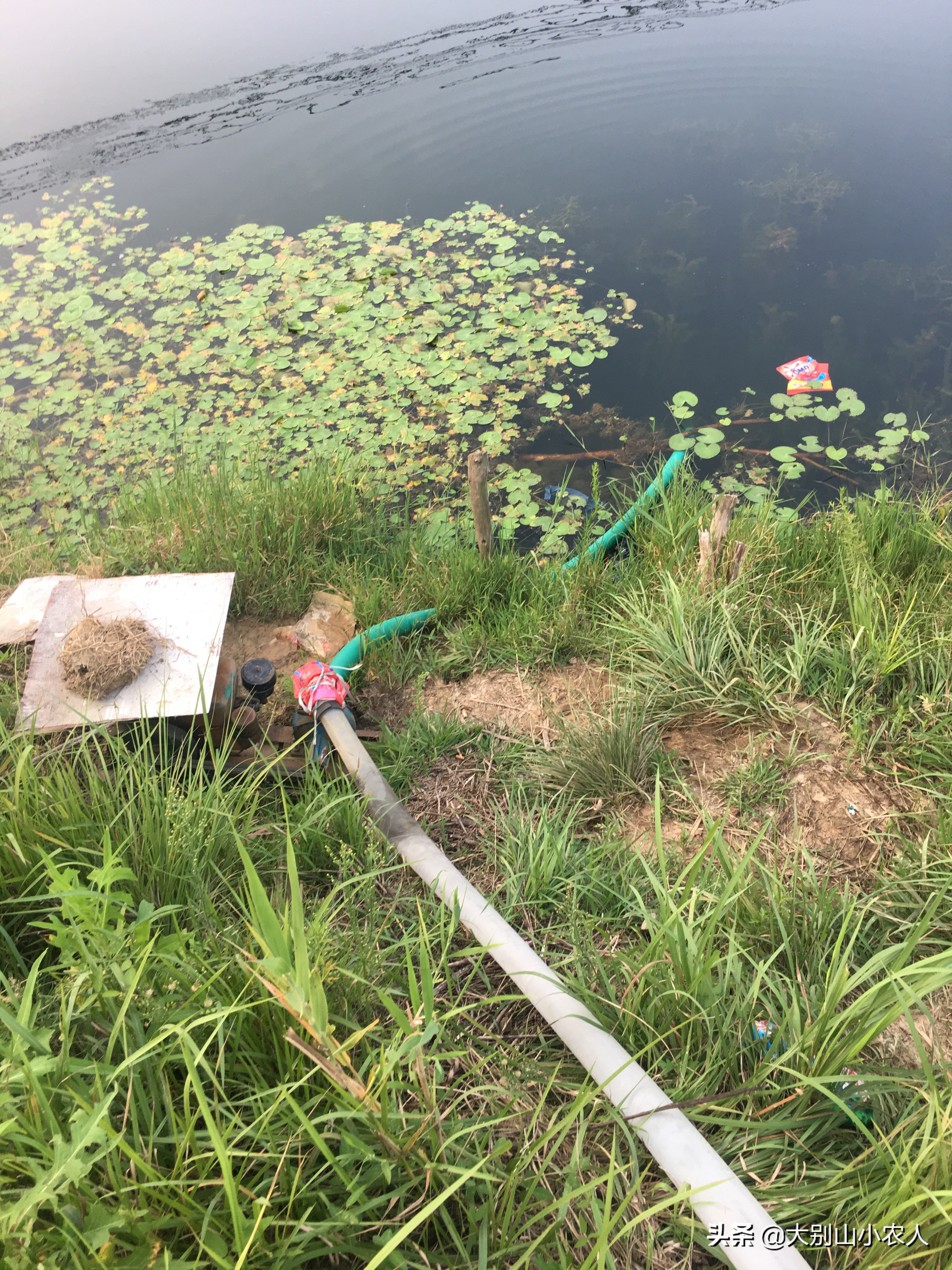 雨后水体浑浊适合钓鲢鳙吗,水体肥怎么钓鲢鳙