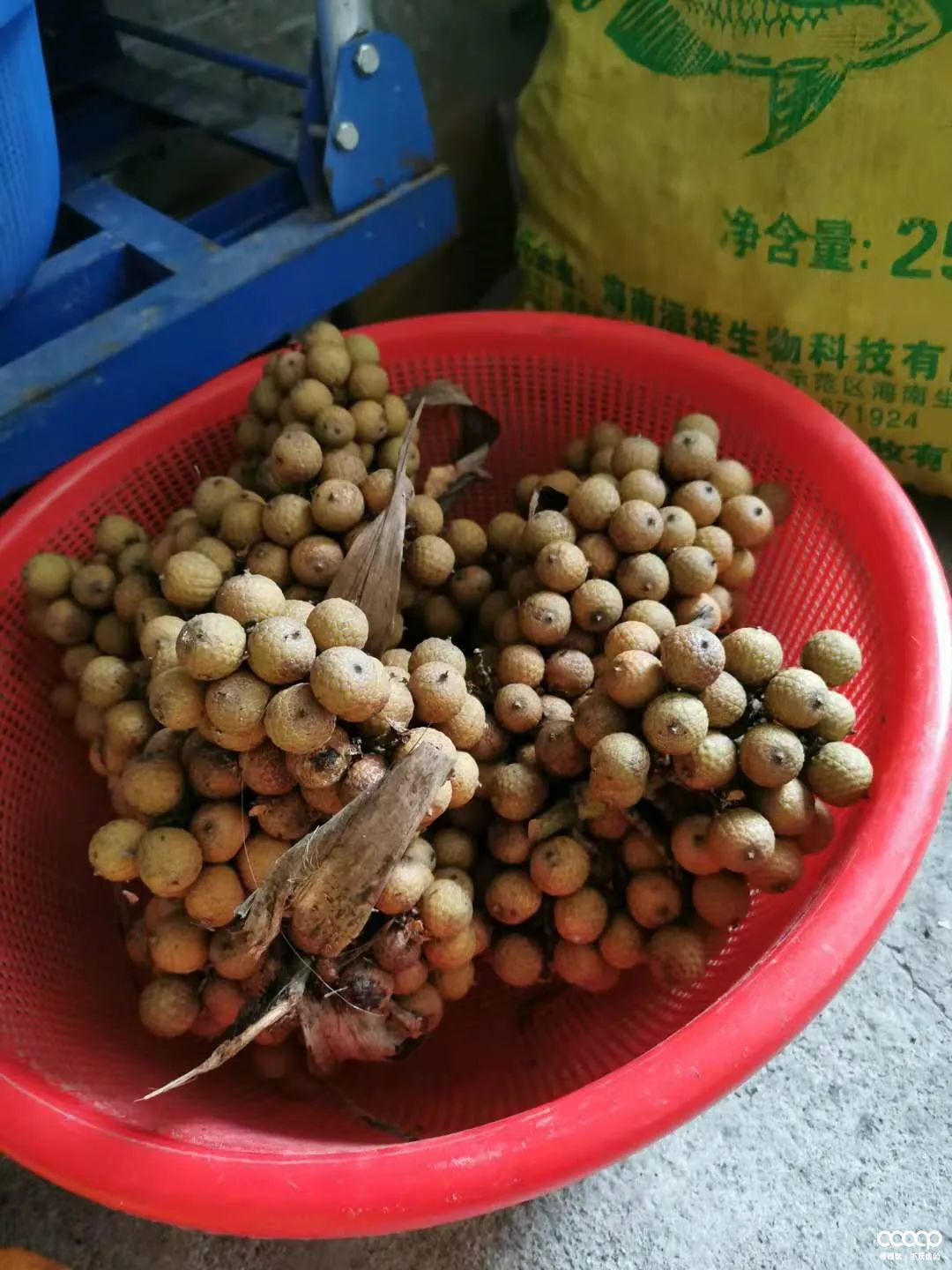 星月五指山料和毛感料区别,海南毛感星月介绍