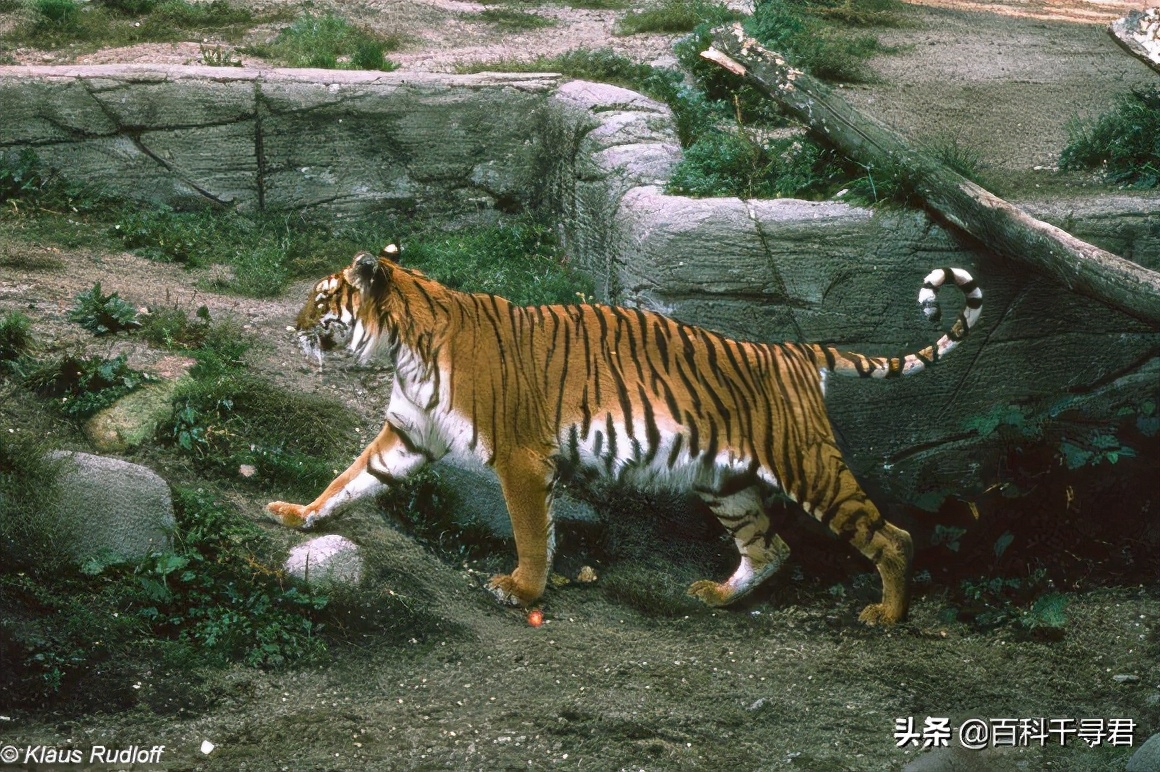 最大内陆国计划让里海虎“秽土转生”,莱昂纳多曾发文支持