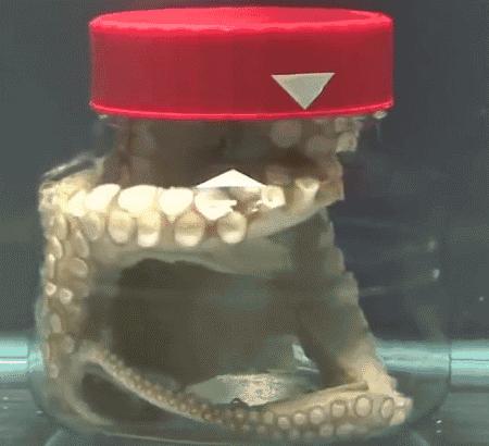 章鱼泛滥,1965年法国发生了什么